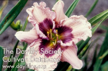 Daylily Westbourne Revivals
